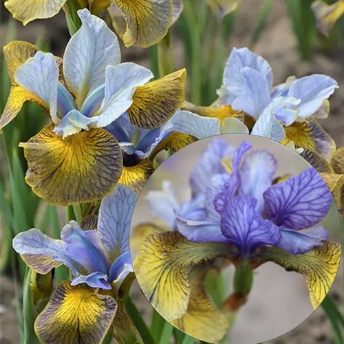 Iris sibirica 'Peacock Butterfly® So van Gogh' - Siberi iiris 'Peacock Butterfly® So van Gogh' P13/1L